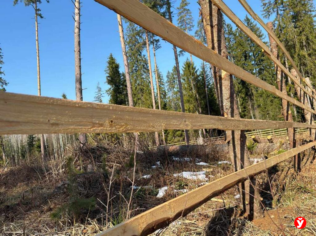 «Бабки освоили, молодцы»: почему в лесу под Крупками поставили забор и при чем тут лоси
