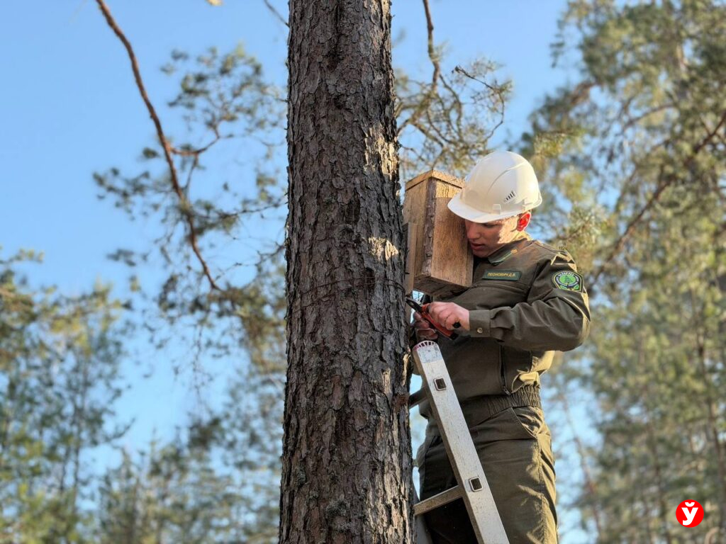 Кто живёт в лесных домиках и почему их крепят без единого гвоздя — репортаж из Крупского района