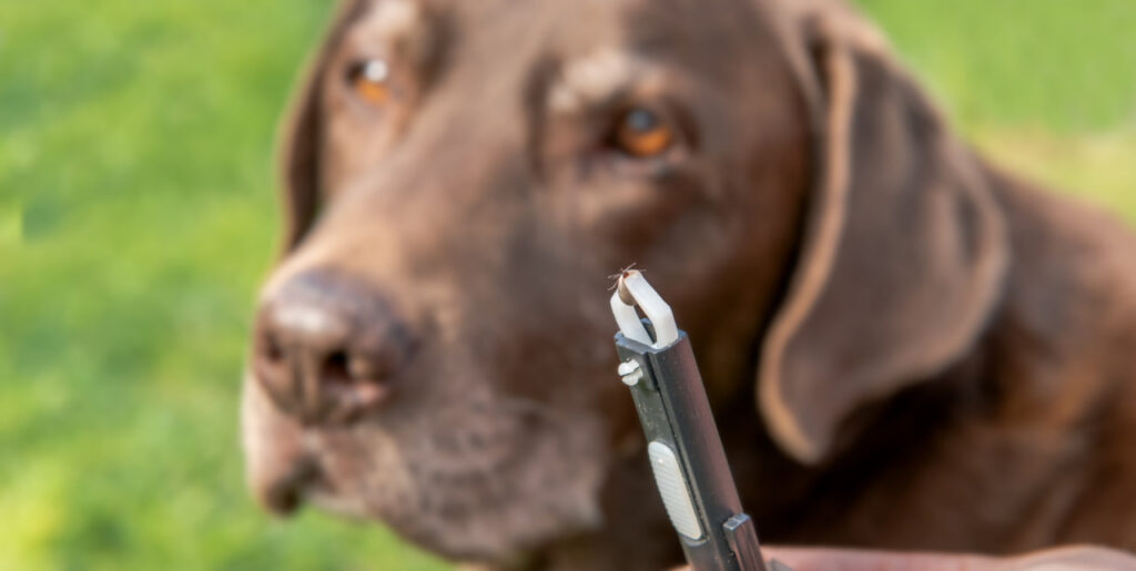 Когда в Минской области можно выгуливать собак после обработки от клещей – ответили специалисты