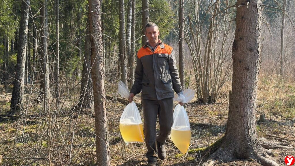 Пробуем берёзовый сок в Крупском районе: репортаж из делянки, куда не доехала «Нива»