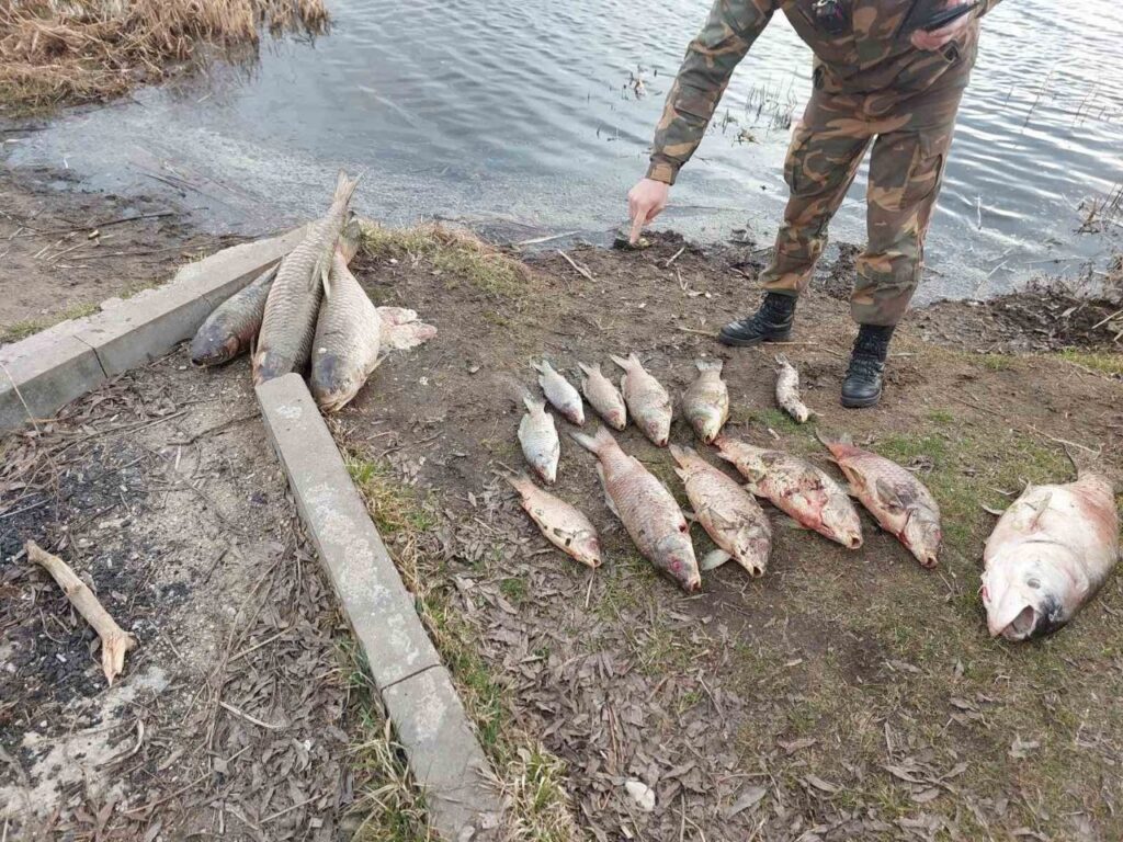 Массовая гибель рыбы в Дзержинском районе: в водоёме обнаружили десятки погибших особей