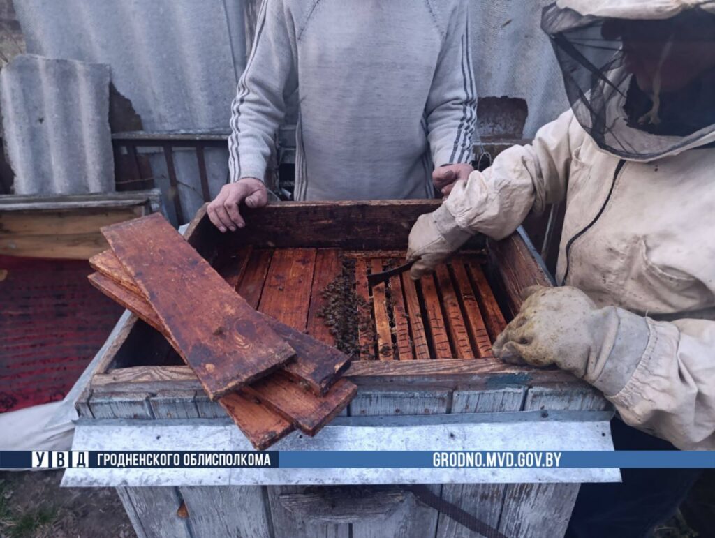 Белорус украл у соседа около 100 тысяч пчел – вот зачем