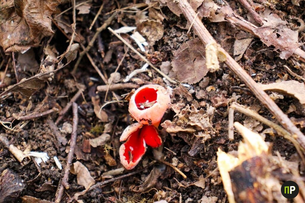 В лесу под под Минском найден редкий гриб-подснежник