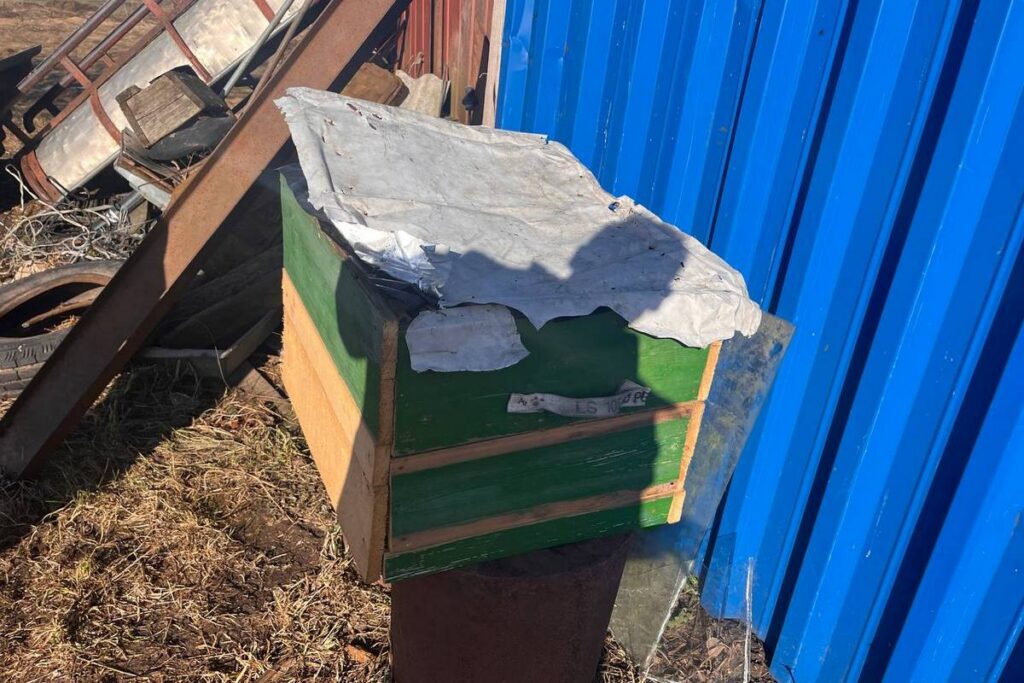 На даче под Крупками украли ульи и съели мед – «медведя» нашли в соседней деревне