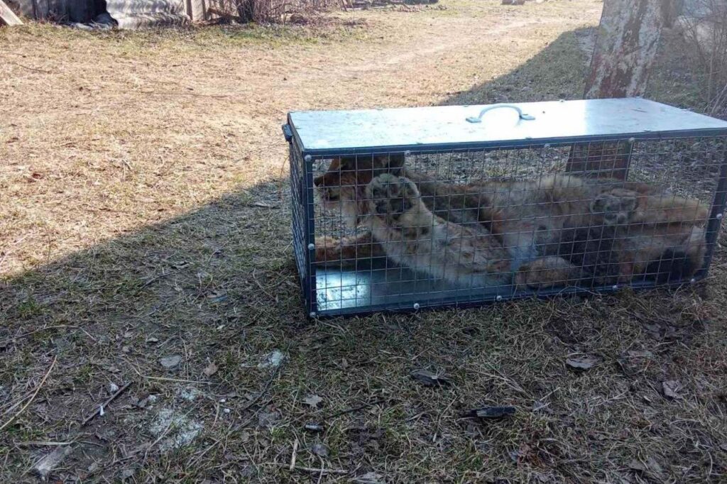 Под Новогрудком нашли рысь с травмами: комиссия решила, что с ней делать