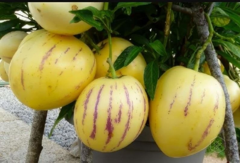 Что покупают дачники в 2026 году: рассада бьет рекорды, техника не отстает