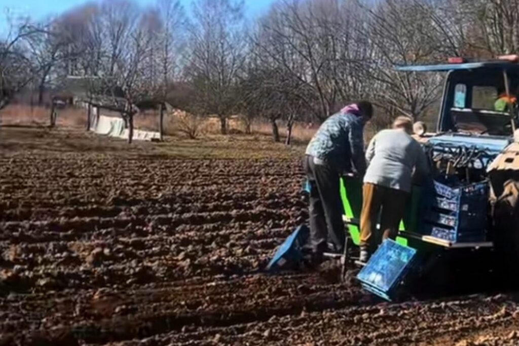 Белорусы 18 марта сажали картошку – в какой области