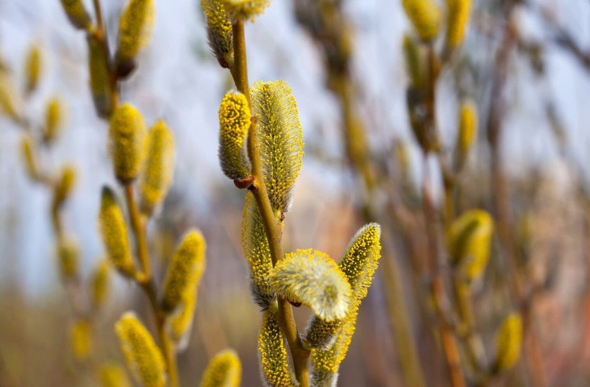Без дождя и до 18°С тепла обещают синоптики белорусам 30 марта