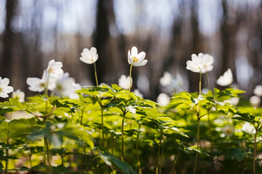 Только в одном районе на Минщине можно ходить в лес без ограничений