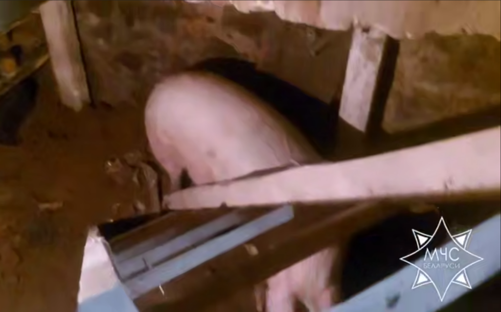 В Копыльском районе свинья провалилась в погреб – животному помогли спасатели