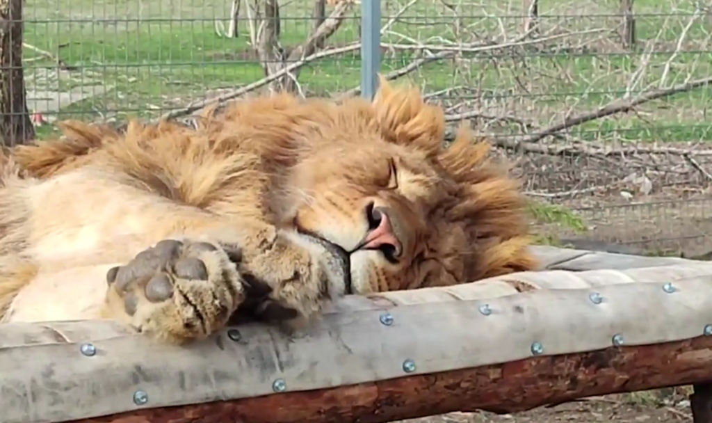 Спасенные в Дагестане львята могут переехать в Минский зоопарк