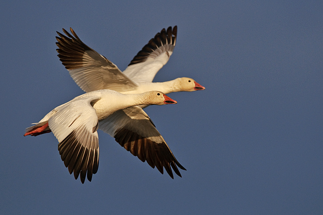 В Беларуси с 14 марта начинается сезон охоты на гусей и селезней уток