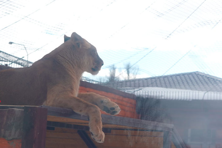 В Минском зоопарке появилась молодая львица Киара — Шерхану приготовили невесту