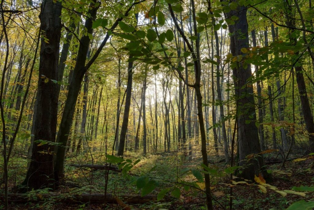 Ученые предсказывают рекордный сезон клещей в Беларуси: почему число укусов может вырасти