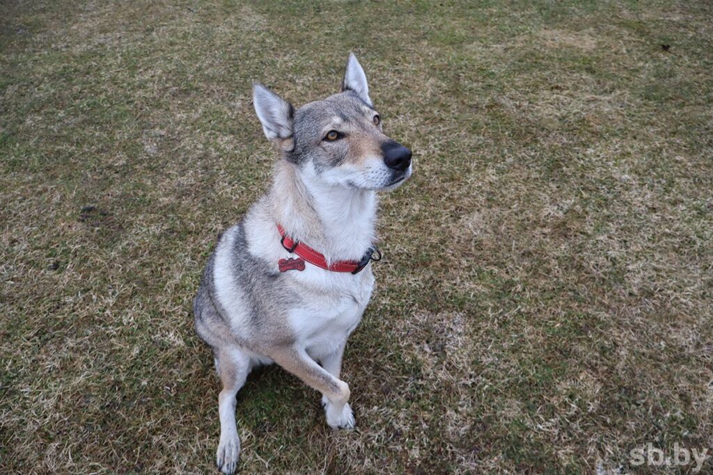 Настоящая волчица служит на границе Беларуси – в чем ее уникальность