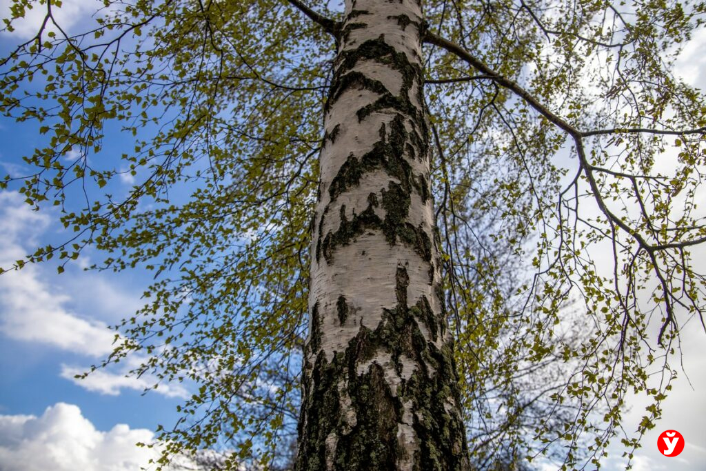 Беларусь накрывает «пыльцевой удар»: в каких регионах уже критично