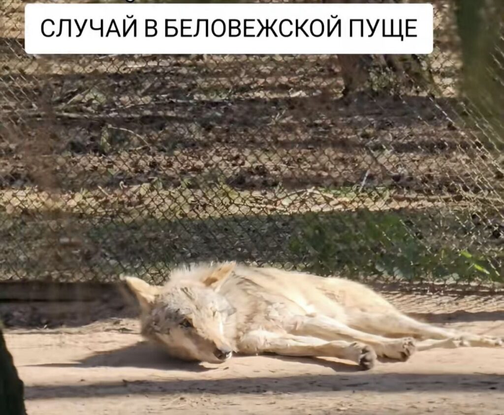 Конфликт у клетки с волком в Беловежской пуще вызвал бурное обсуждение в сети