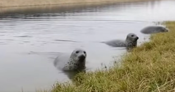 Тюлени в Жабинке, шторм и цыплята: самые вирусные ИИ-видео недели