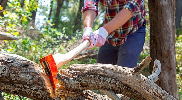 Белорусу придется заплатить штраф за подпорки для деревьев – и вот почему