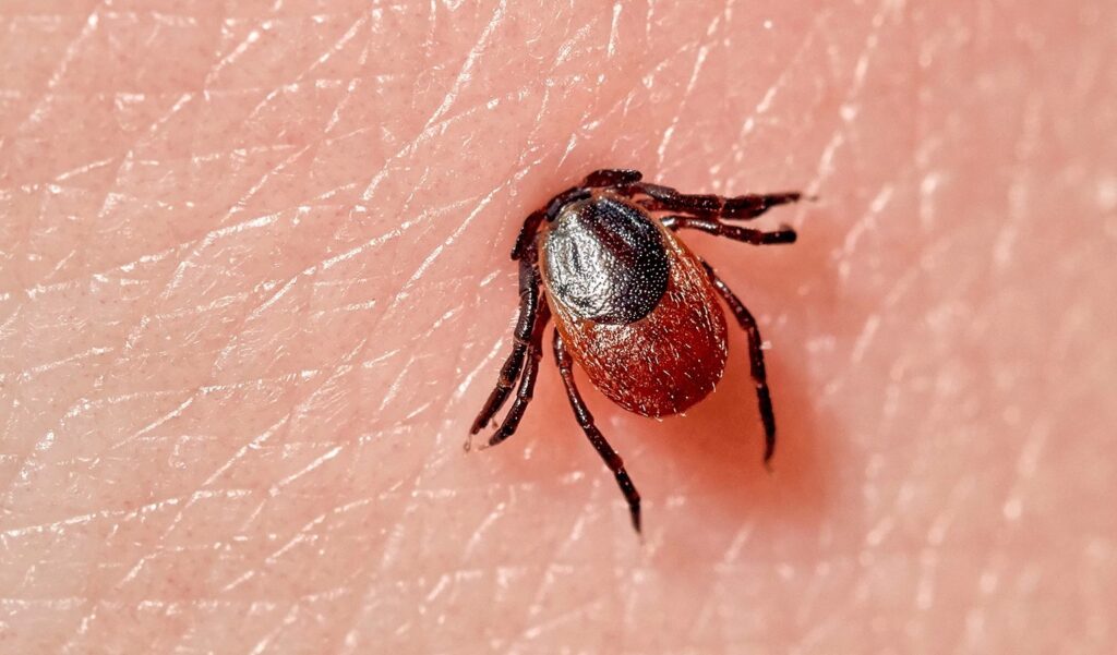 Белоруска попала в реанимацию после укуса клеща