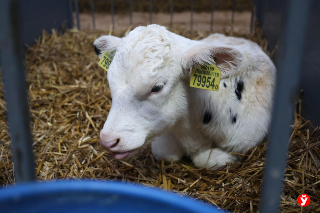 Лукашенко озвучил требования к строительству телятников: всё должно быть дёшево и функционально