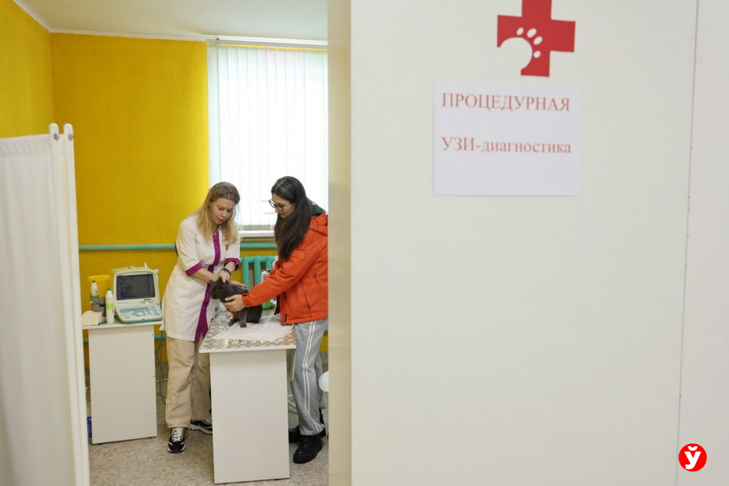 Ветврач на субсидию открыла клинику в Марьиной Горке и лечит даже самых безнадежных