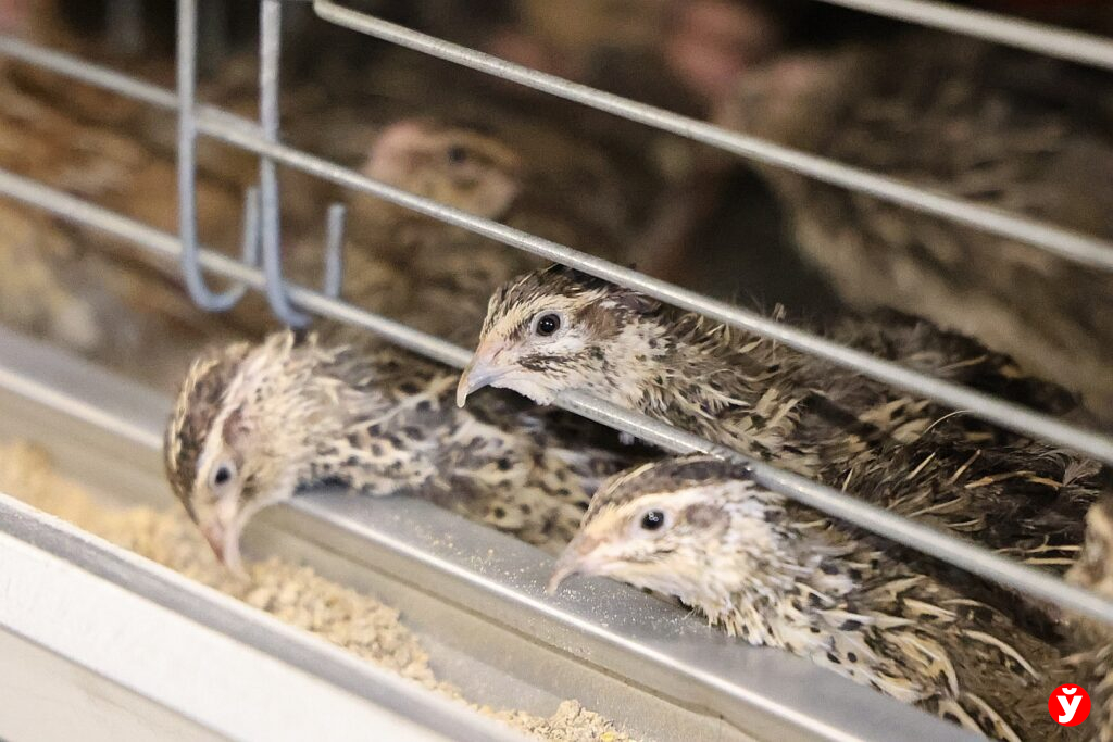 В Беларуси планируют вывести новую породу перепелов