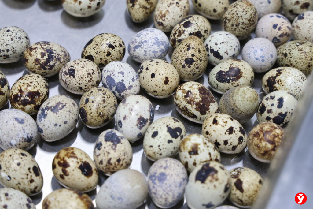 Солигорская птицефабрика готовится начать поставки продукции в Китай