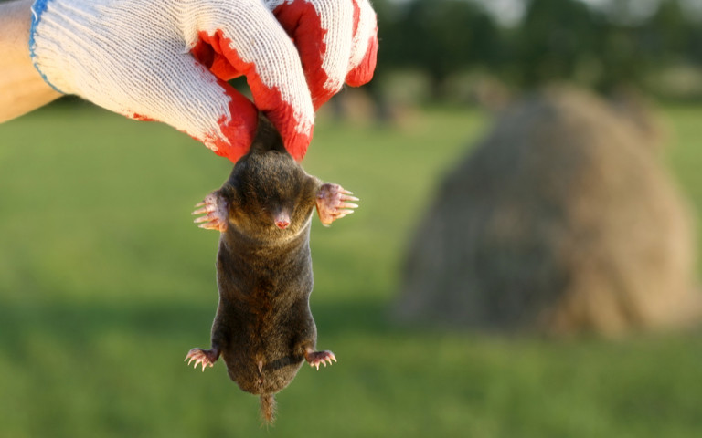 Валидол, бобовые и банки. Дачница из Смолевичского района рассказала, как прогнать крота