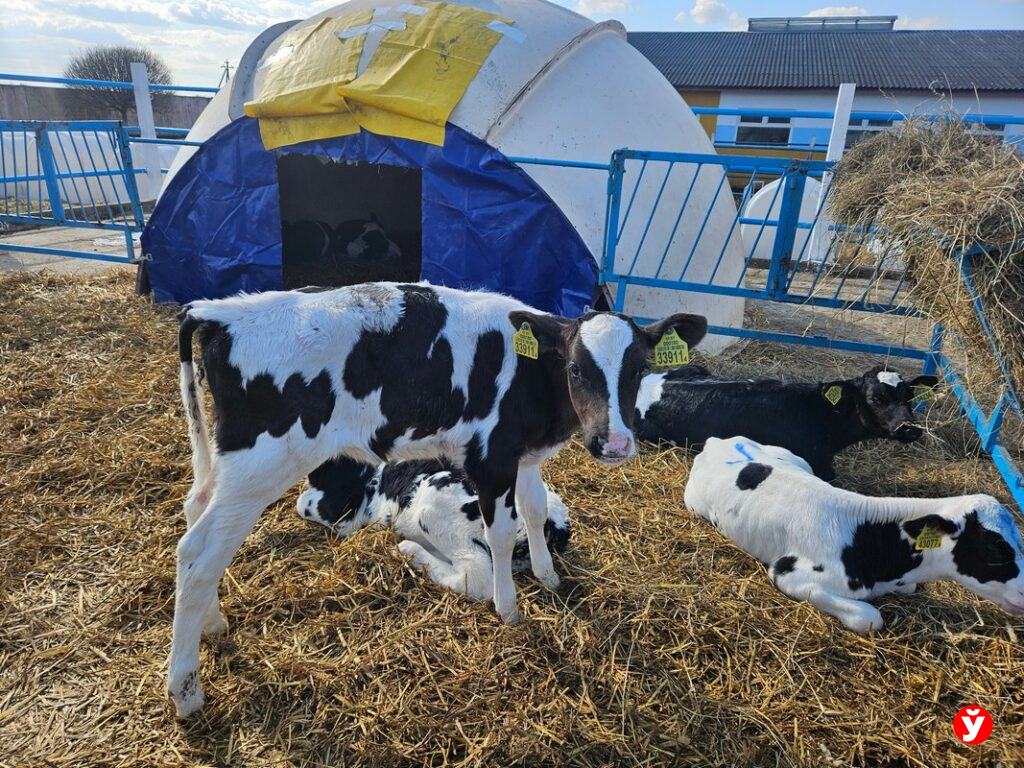 44 тонны молока в сутки и новые фермы: чего ждут в «Першаи-2014»