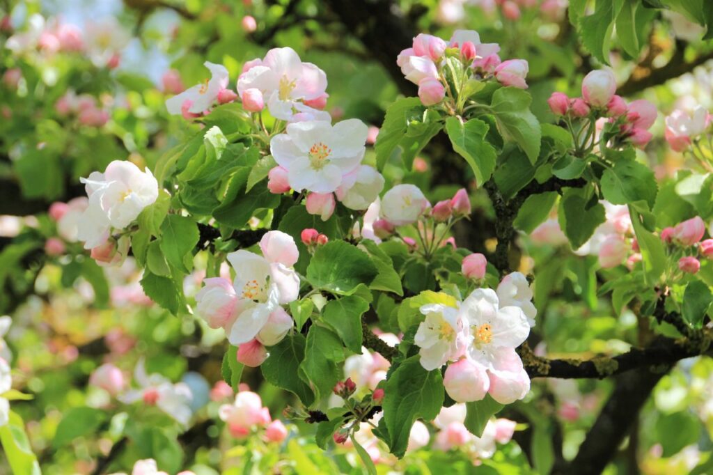 В Беларуси яблони могут зацвести раньше из-за теплых дней