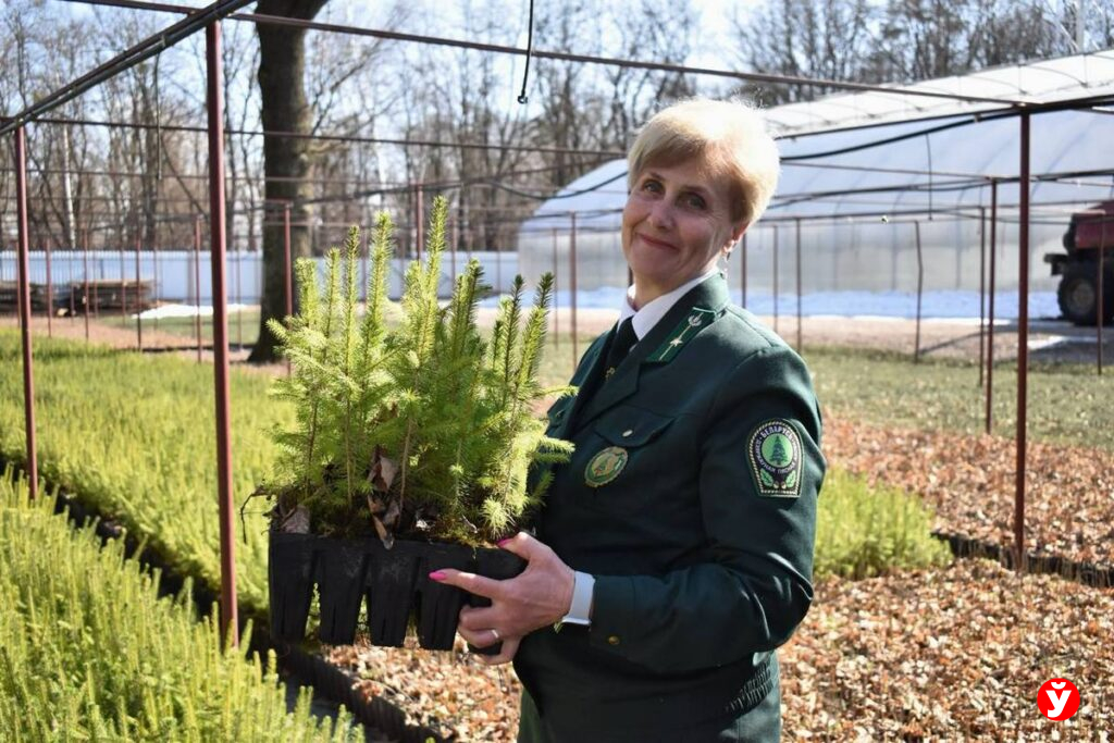 Гортензии, туи и павловиния в планах: почему за саженцами из Любанского лесхоза едут даже из Минска
