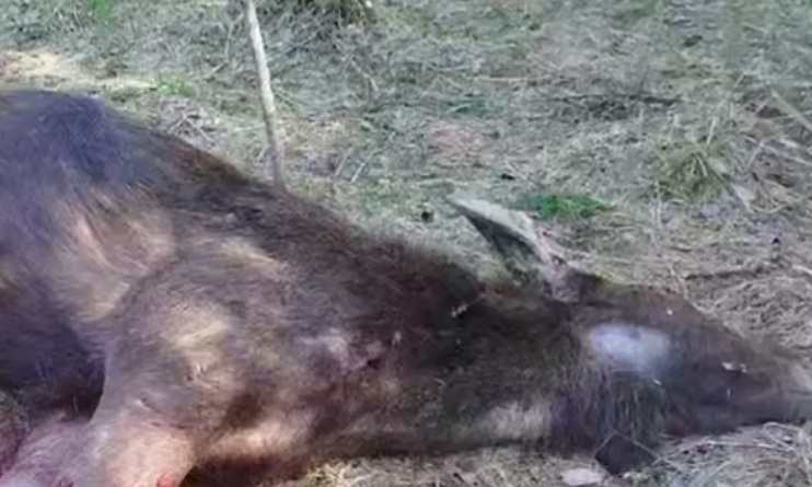 На границе с Литвой найден погибший лось