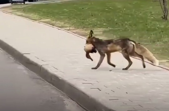 Лиса с добычей удивила жителей Гродно в Коложском парке