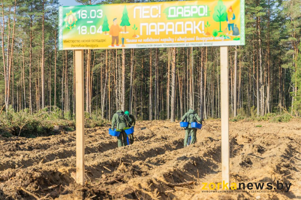 Госсекретариат Совбеза восстановил лес под Уздой: более 15 тыс. саженцев на 3,6 гектара