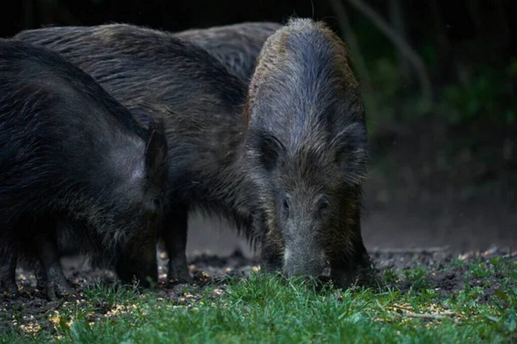 Варшава под атакой кабанов: почему люди боятся выходить на улицы