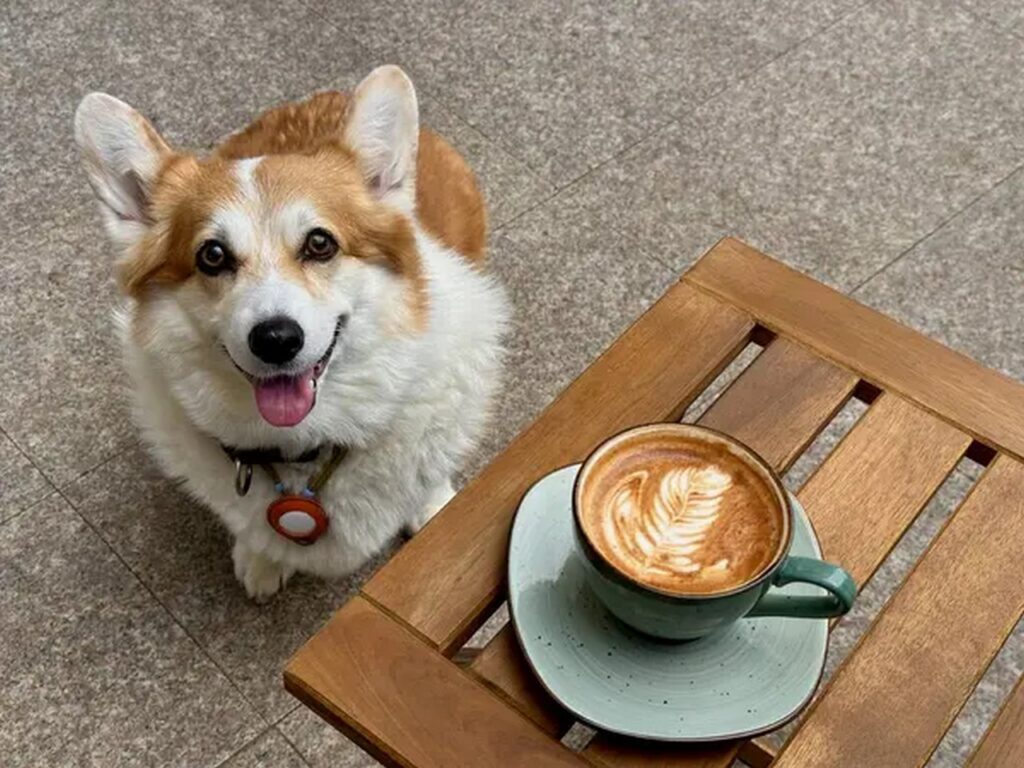 Можно ли с питомцем в кафе? Юрист дала жёсткий ответ