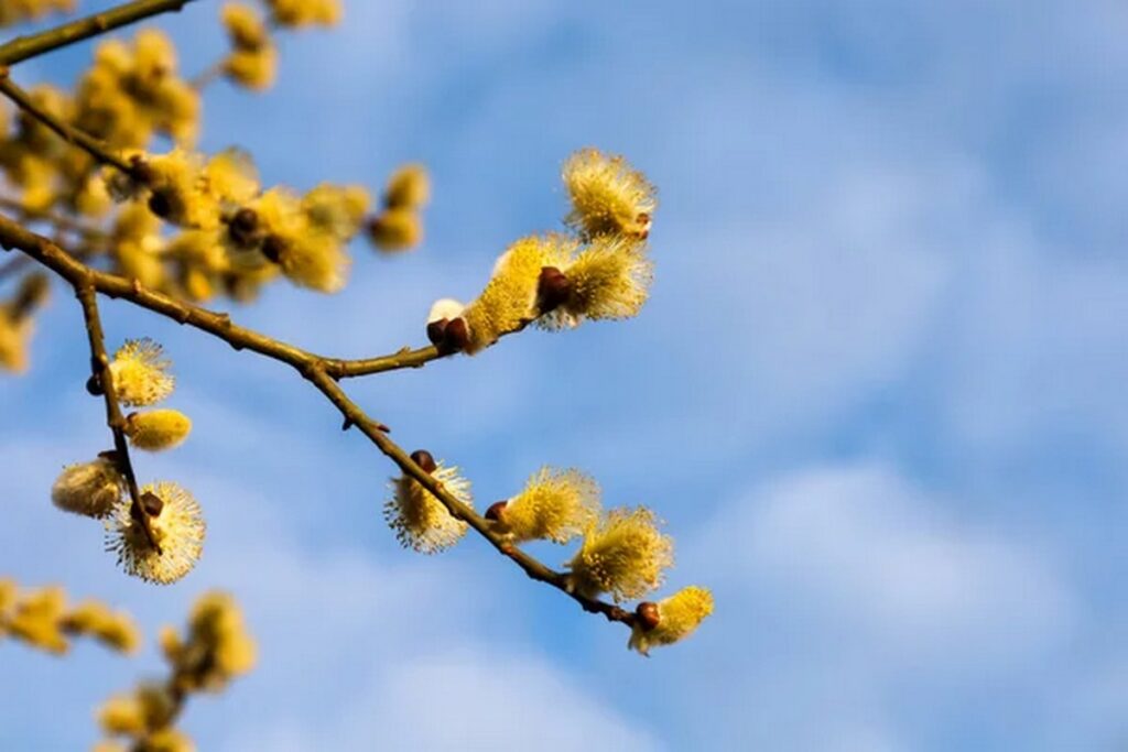 Без дождей и до +18°C: погода в Беларуси 3 апреля