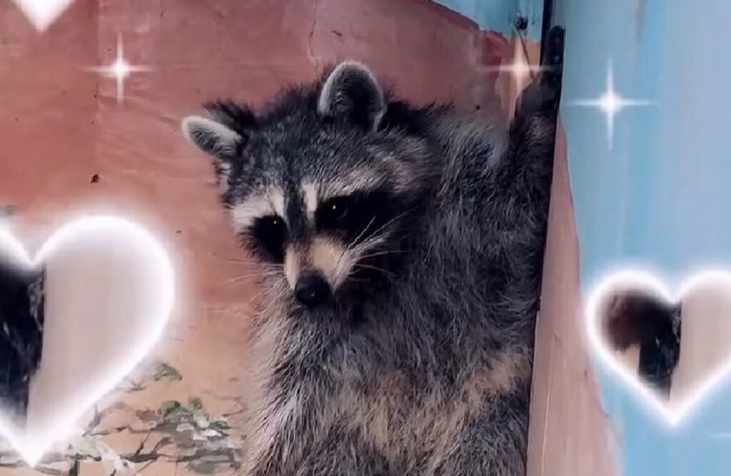 Еноту Есении подселили жениха Максима: как прошла встреча