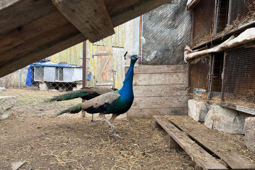 Павлины из белорусской деревни предсказывают бурю и дождь