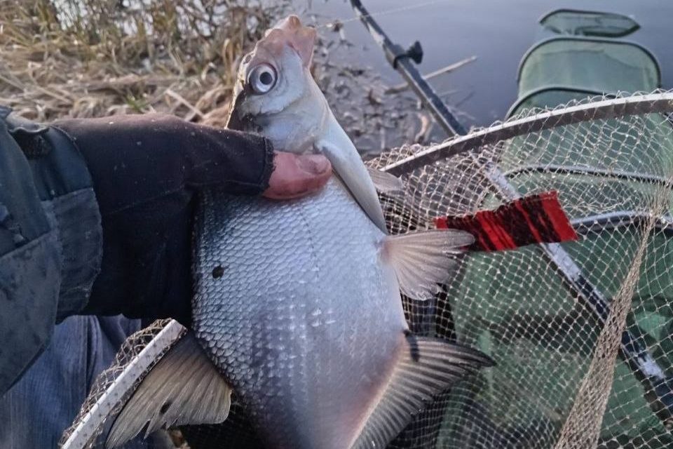 Плотва, подлещик и крупный карась – рыбаки показали трофеи с Вилейского водохранилища