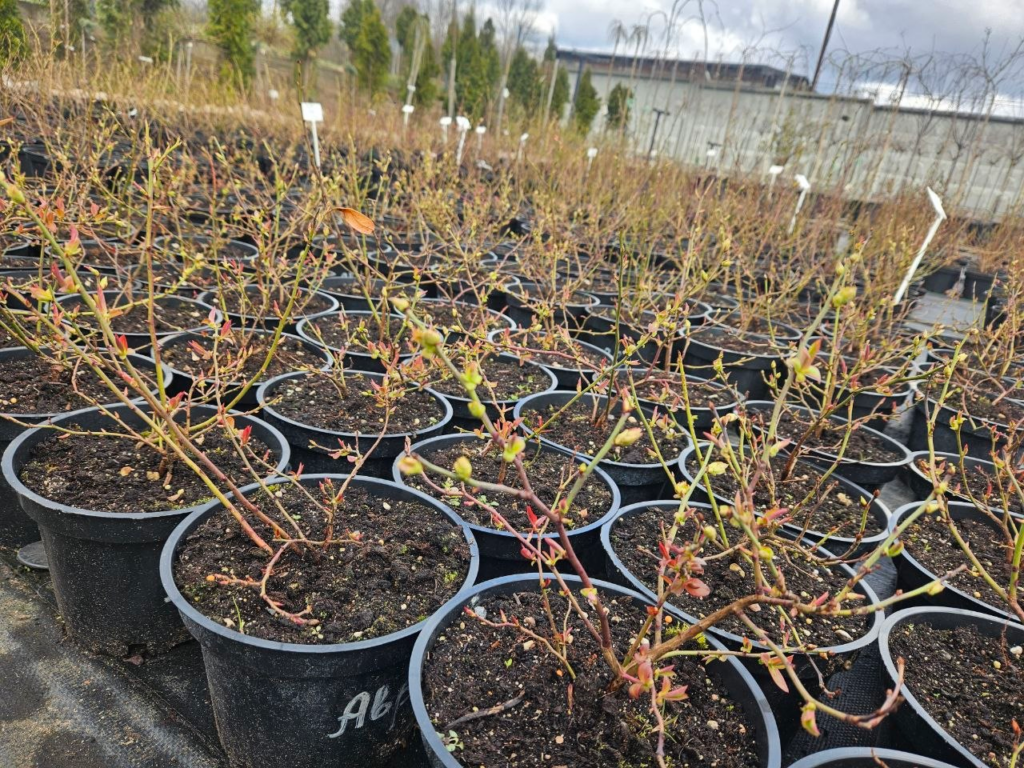 Какой сорт голубики выбрать для посадки – узнали цены на саженцы в Молодечно