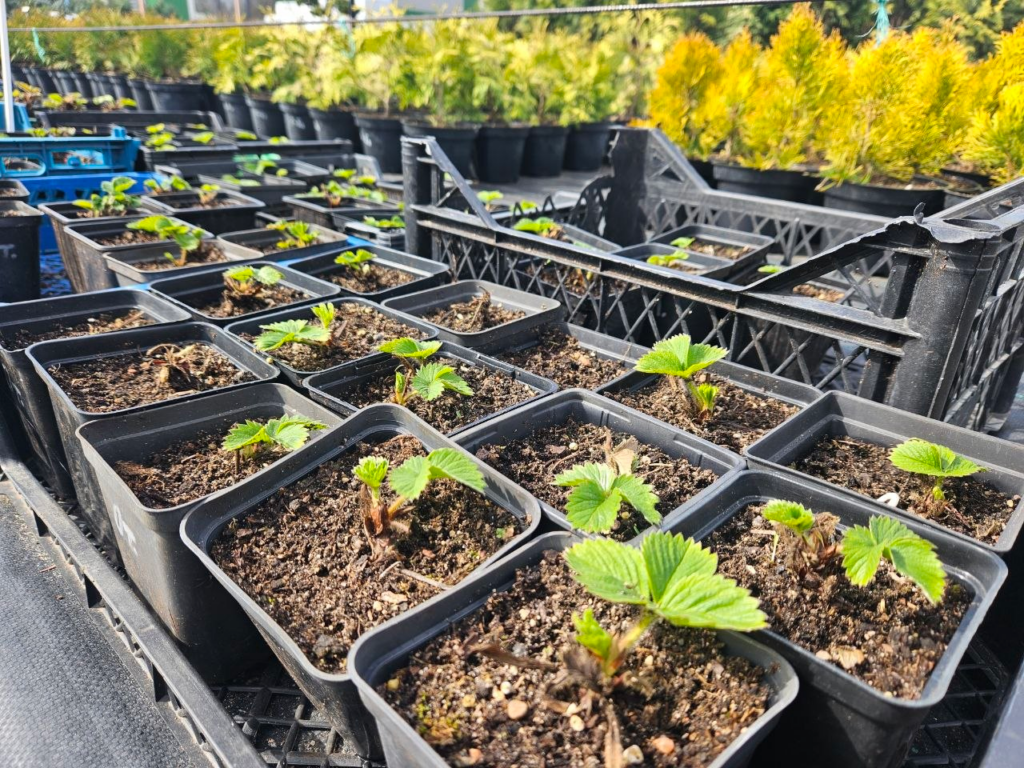 Какие сорта клубники продают в Молодечно и как их выращивать