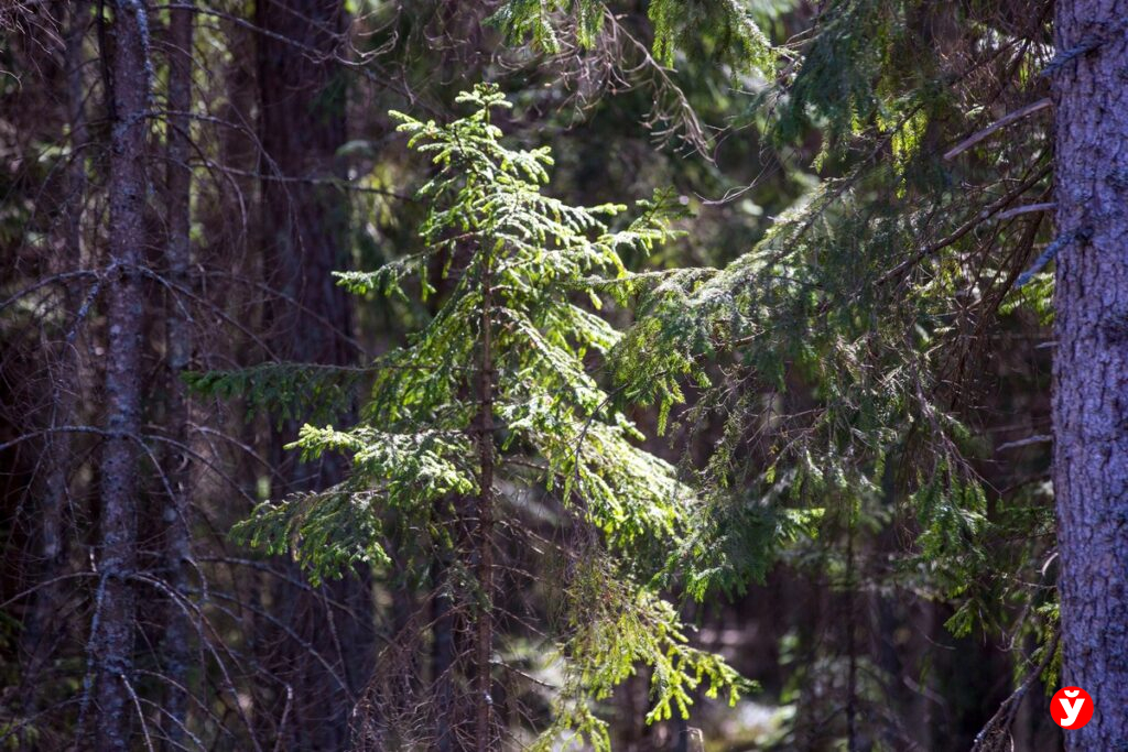 В Гродно в лесу нашли тело пропавшего подростка