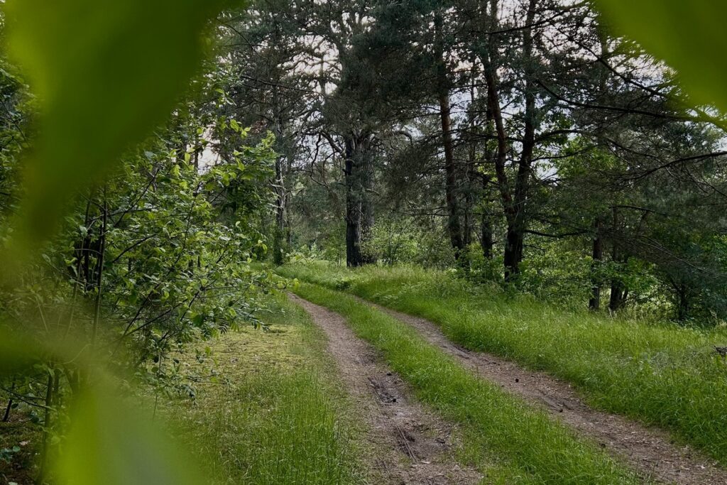 Труп женщины обнаружен в лесу на Витебщине — МВД просит помощи
