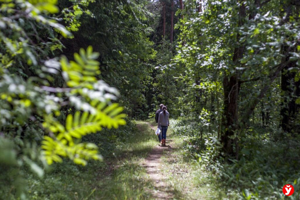 В Мядельском районе с ночи ищут заблудившуюся в лесу пенсионерку