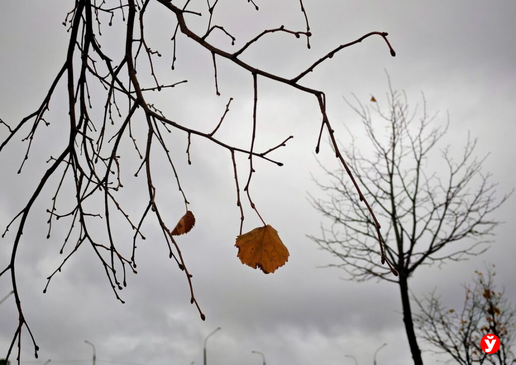 Какие последствия принесла непогода в Беларуси 26 апреля
