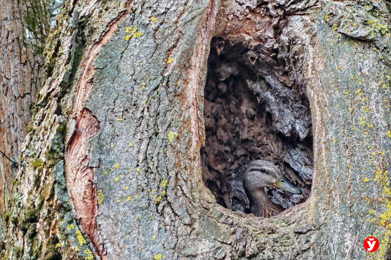 Погода в Беларуси 20 апреля: заморозки ночью и до 14 тепла днём