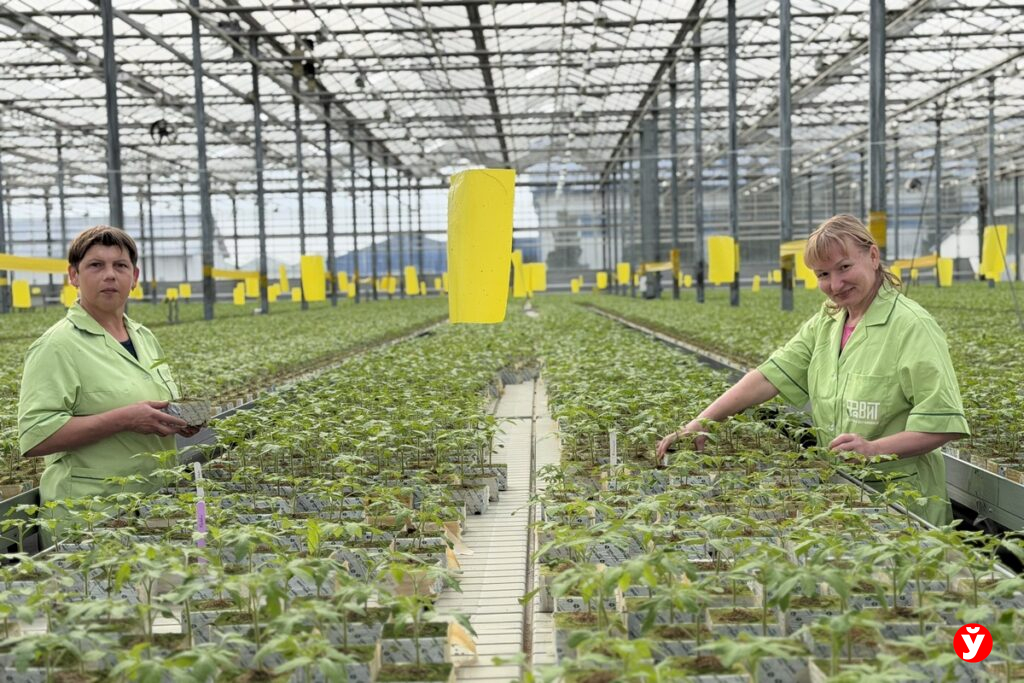 Гибкий график и арендные квартиры: как на Минской овощной фабрике создают условия для людей