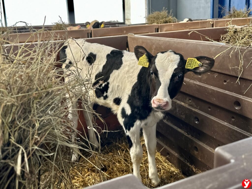 Надои растут, зарплаты тоже: как работает предприятие «Нарочанские зори»